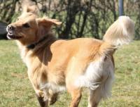 Mutter: Cessy vom Hembachtal  