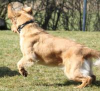 Cessy vom Hembachtal